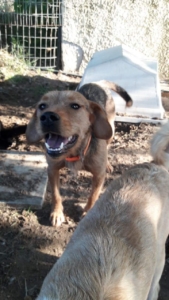 Rina Zorro Dogsavior 5
