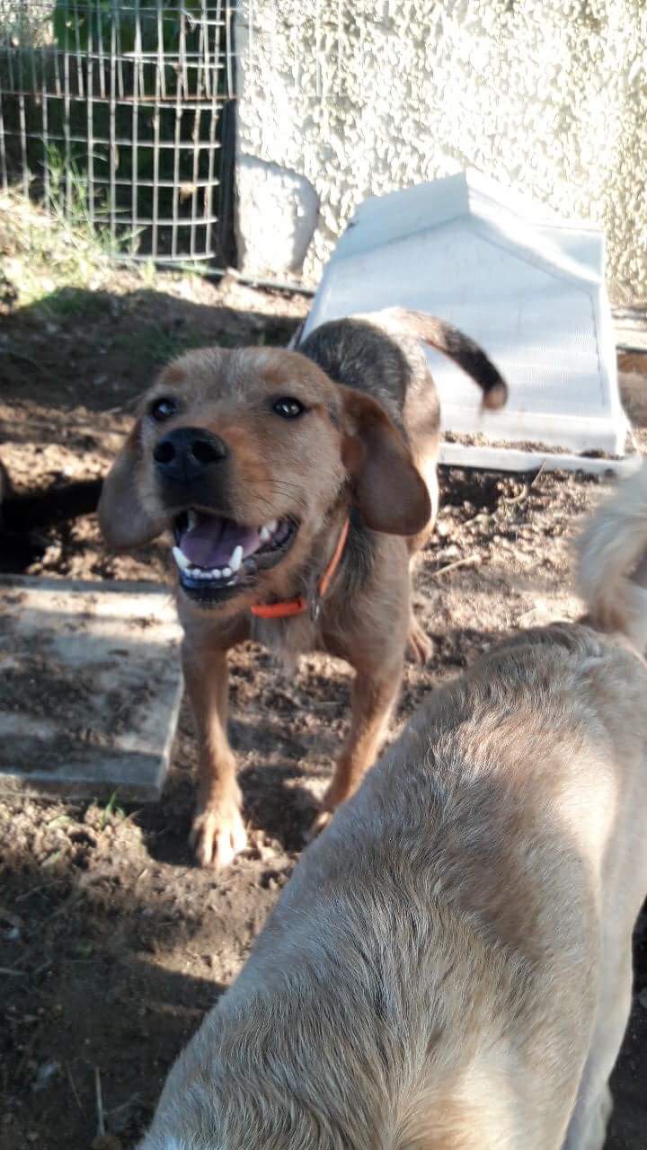 Rina Zorro Dogsavior 5