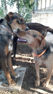Rina Zorro Dogsavior 6