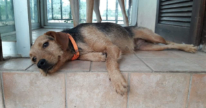 Rina Zorro Dogsavior Beitragsbild