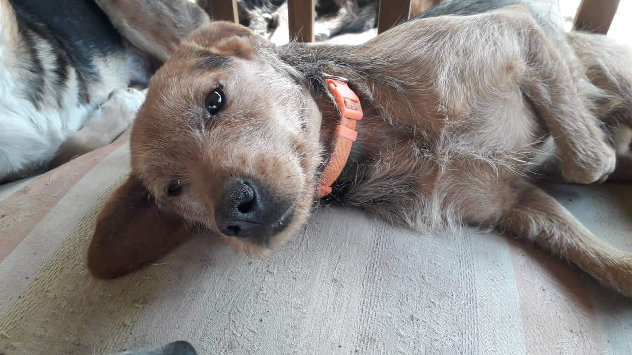 Rina Zorro Dogsavior Feb19
