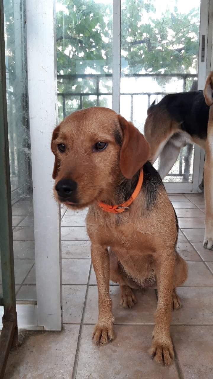 Rina Zorro Dogsavoir 1