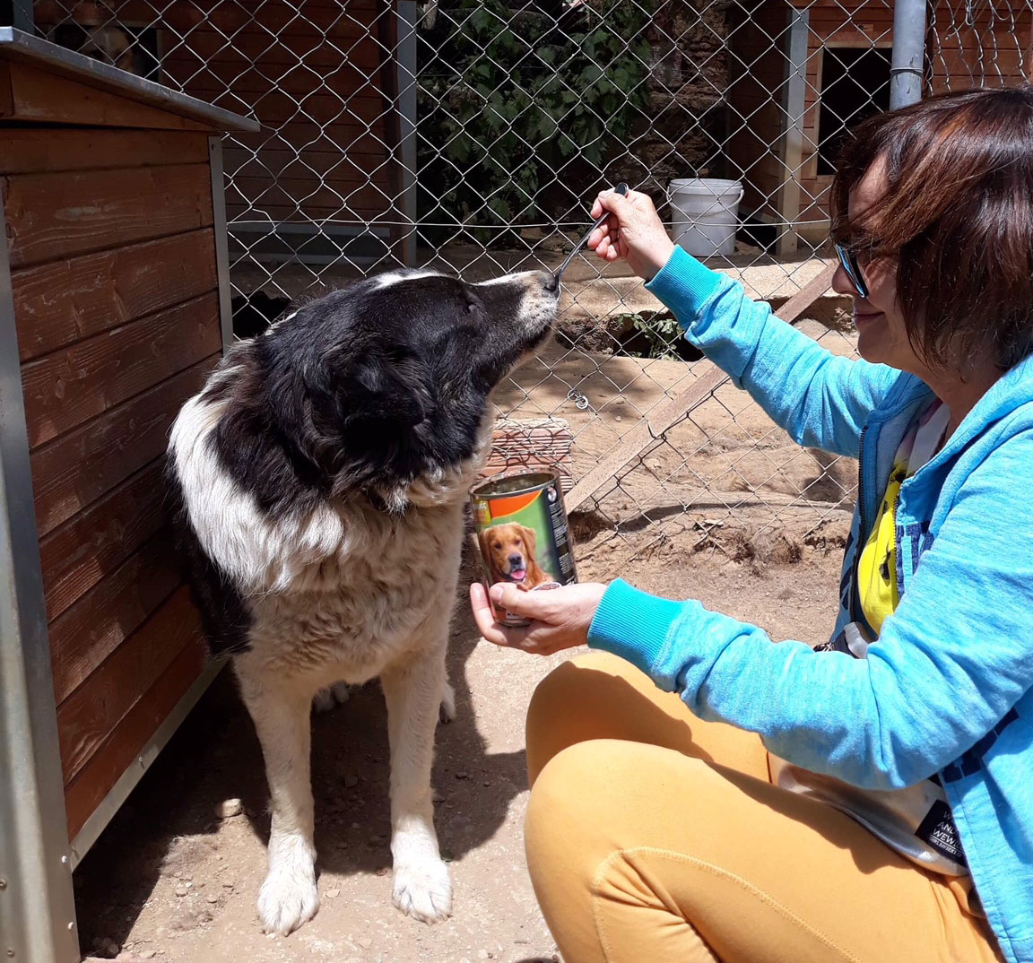 Stevie Wonder Zorro Dogsavior Sept