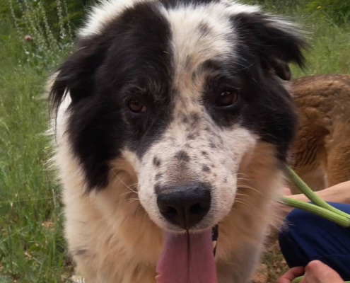 Stevie Wonder  Zorro Dogsavior HP