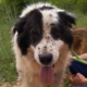 Stevie Wonder  Zorro Dogsavior HP