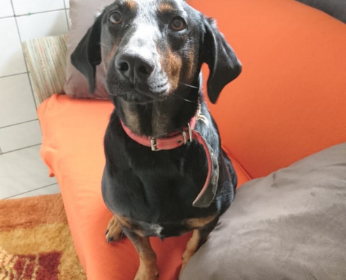 William Zorro Dogsavior Okt 01