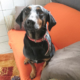 William Zorro Dogsavior Okt 01