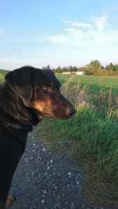 William Zorro Dogsavior Okt 02