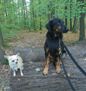 William Zorro Dogsavior Okt 03