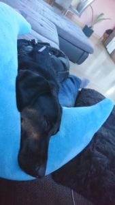 William Zorro Dogsavior Okt 04