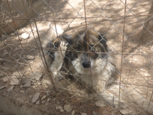 Yuma Zorro DogsaviorHp Dez19