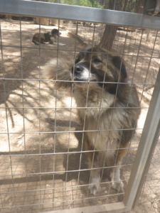 Yuma Zorro DogsaviorHp Dez192