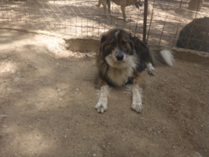Yuma Zorro DogsaviorHp Dez193