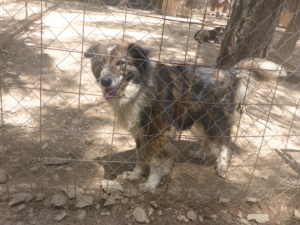 Yuma Zorro DogsaviorHp Dez194