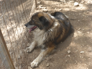 Yuma Zorro DogsaviorHp Dez195