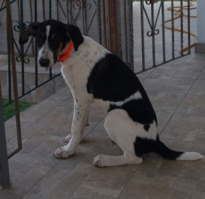 Zorro Dogsavior Sept