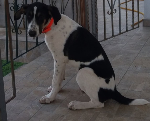 Zorro Dogsavior Sept