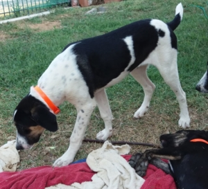 Zorro Dogsavior Sept 1