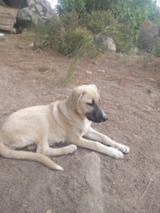 Amira Musketier Zorro Dogsavior 2