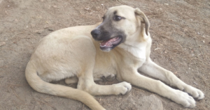 Amira Zorro Dogsavior Beitragsbild