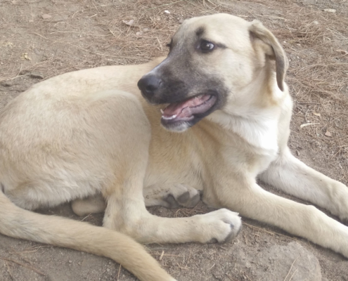 Amira Zorro Dogsavior Beitragsbild
