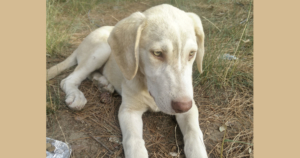 Athos Zorro Dogsavior Beitragsbild