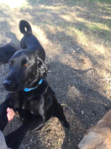 Berry Hündin Adoption
