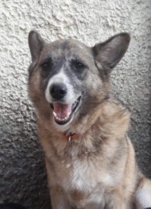 Boubou Zorro Dogsavior 2