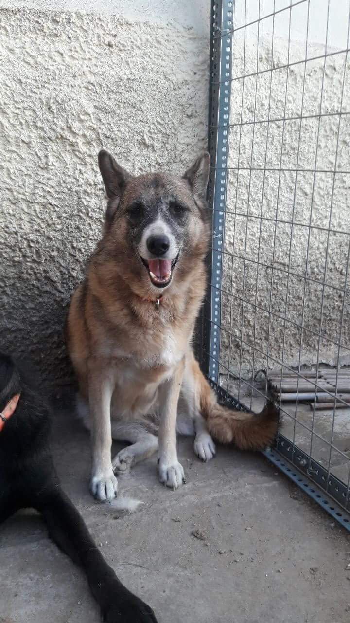 Boubou Zorro Dogsavior 3