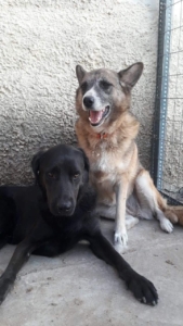 Boubou Zorro Dogsavior 4