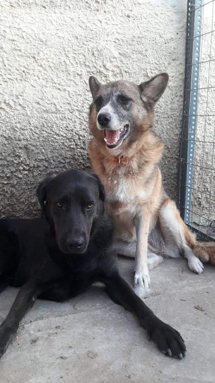 Boubou Zorro Dogsavior 4