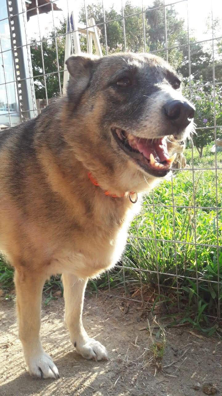 Bubu Zorro Dogsavior 1