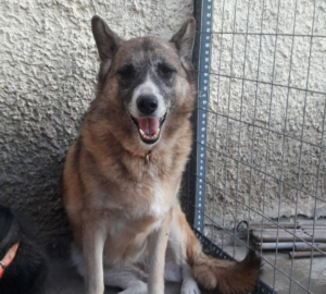 Bubu Zorro Dogsavior Beitragsbild