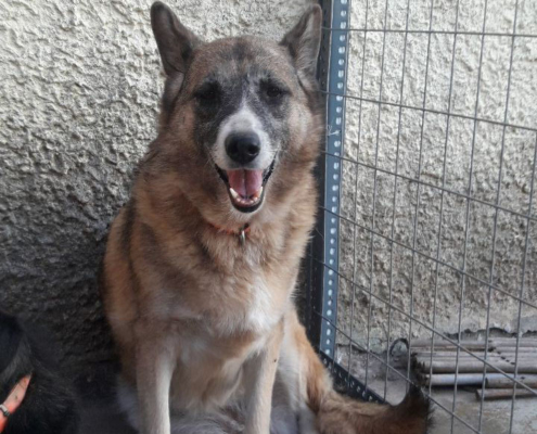 Bubu Zorro Dogsavior Beitragsbild