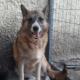Bubu Zorro Dogsavior Beitragsbild