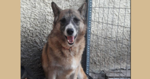 Bubu Zorro Dogsavior Beitragsbild FB