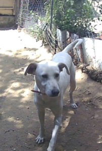 Elisa Zorro Dogsavior