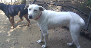 Elisa Zorro Dogsavior Beitragsbild