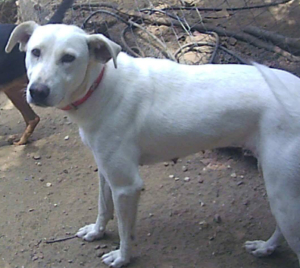 Elisa Zorro Dogsavior HP