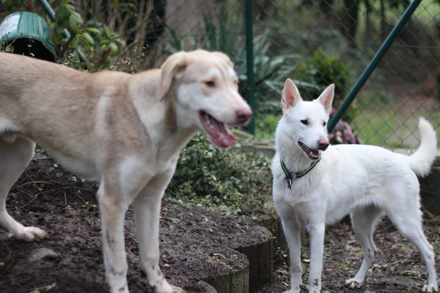 Emily und Athos