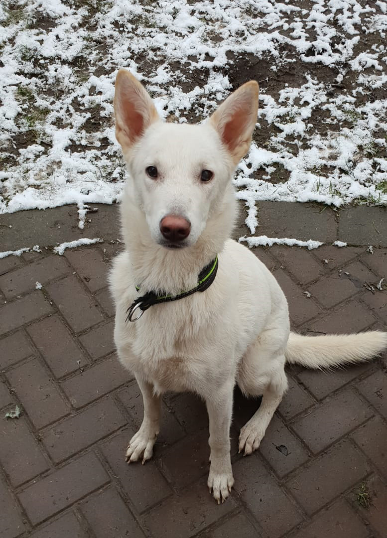Emily Zorro Dogsavior Jan19