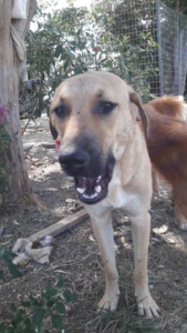 Glykeria Zorro Dogsavior 1 1