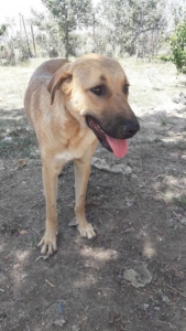Glykeria Zorro Dogsavior 2 1