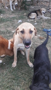 Glykeria Zorro Dogsavior 3