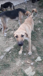 Glykeria Zorro Dogsavior 4
