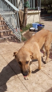 Glykeria Zorro Dogsavior 5 1