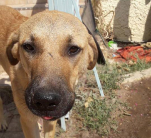 Glykeria Zorro Dogsavior HP