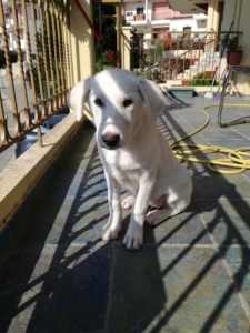 Grace4