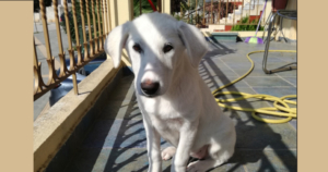 Grace Zorro Dogsavior FB