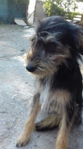 Kalisi Zorro Dogsavior
